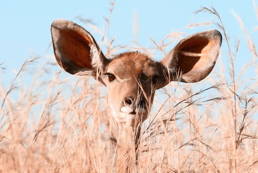 De kop van een ree met buitengewoon grote oren, die zich verstopt in het gras.
