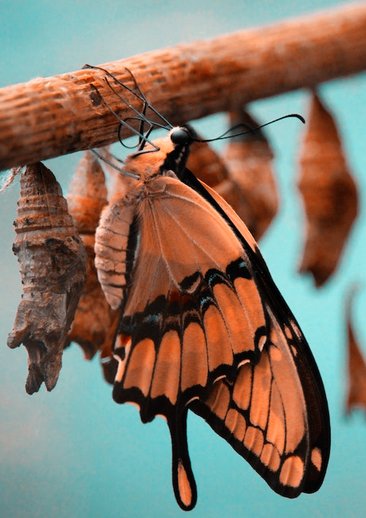 Een vlinder hangt te drogen onder aan een tak. Ze kroop net uit haar pop die, nu leeg, naast haar hangt. Ze is het resultaat van een transformatie.
